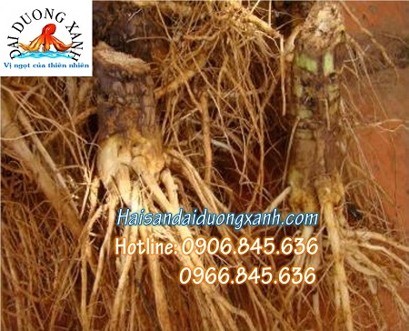 Rễ Bồ Công Anh Có Thể Phá Hủy Tế Bào Ung Thư Trong 48h reboconganh