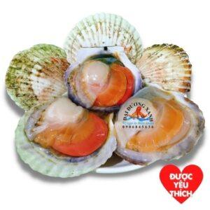Sò Điệp Nhật - 1kg