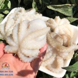 Bạch Tuộc 1 da baby (10-20 con/kg) 3 31