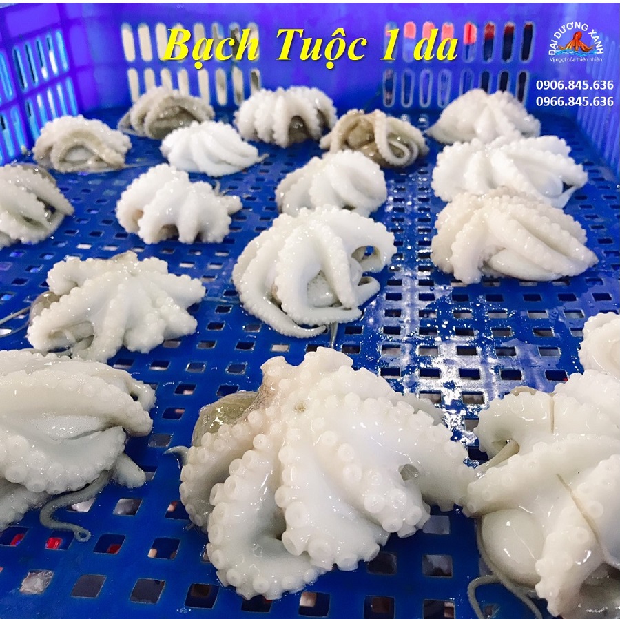 Bạch Tuộc 1 da baby (10-20 con/kg) bach tuoc 1 da