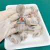 Bạch Tuộc Baby (20-40 con/kg) bach tuoc baby