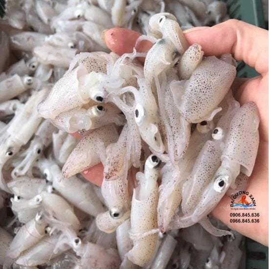 Mực trứng mua ở đâu giá tốt? Tìm hiểu về mực trứng Mực trứng mua ở đâu