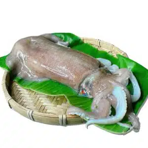Mực Lá Câu Bình Thuận- Size to 0.8-1.5kg/con