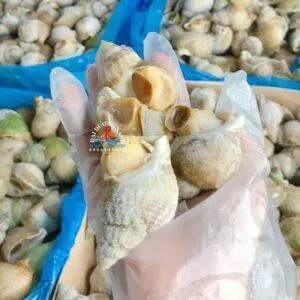 Ốc Bulot Pháp -túi 1kg