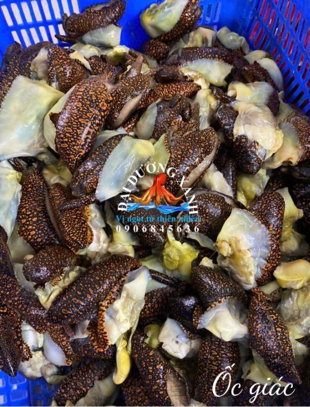 Mua sò ốc ở đâu rẻ, ngon. Sò ốc giá bao nhiêu 1kg con oc giac e1735115768190