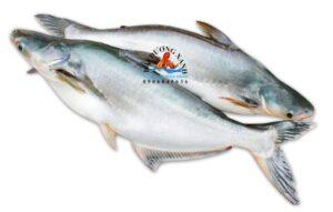 ca basa e1740385068379