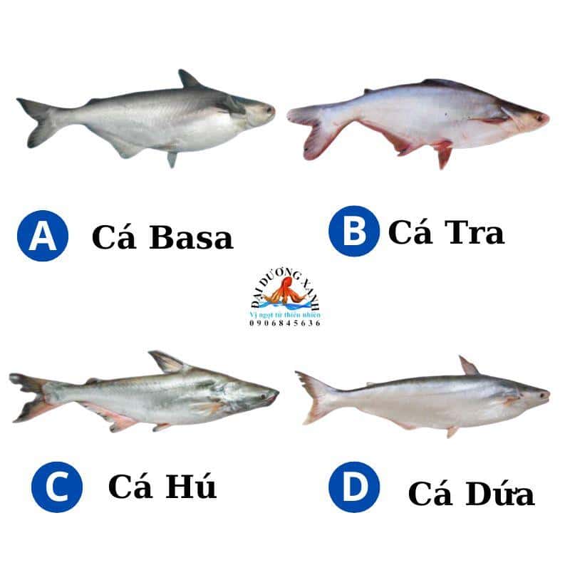 Phân Biệt Cá Basa Cá Tra Cá Dứa và Cá Hú. Cách Nhận Biết Cá Dứa 1 Nắng Thật. phân biệt cá basa cá tra cá dứa và cá hú