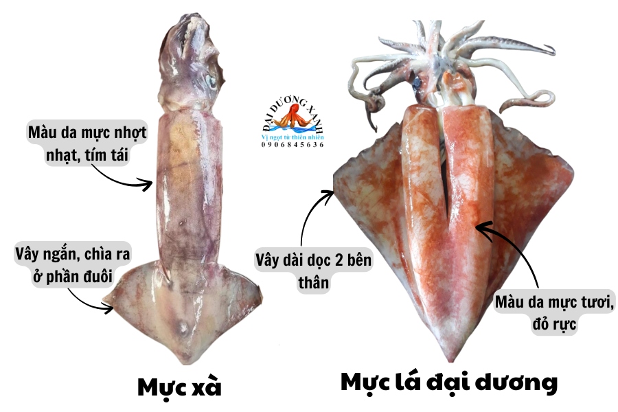 Mực Lá Đại Dương Và Mực Xà Giống Hay Khác Nhau? cach phan biet muc la dai duong va muc xa